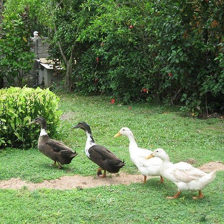 Kosgoda Beach Resort Ngoại thất bức ảnh