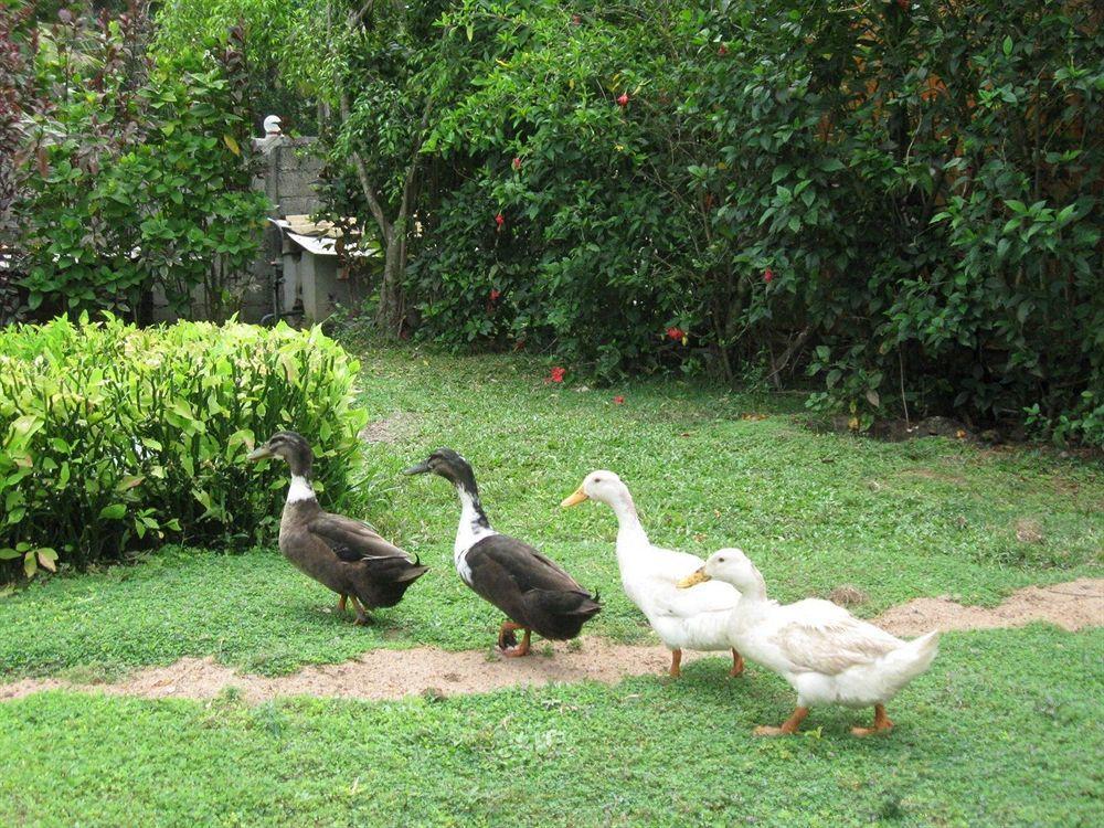 Kosgoda Beach Resort Ngoại thất bức ảnh